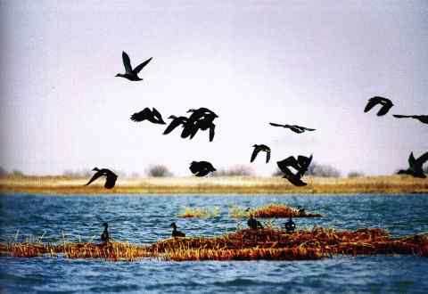 中国的国际重要湿地