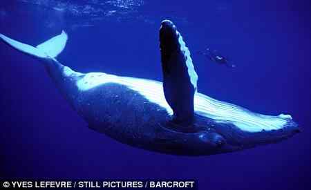 英国摄影师与驼背鲸海中共舞