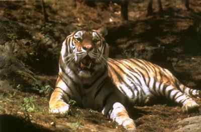 19、20世纪灭绝的动物