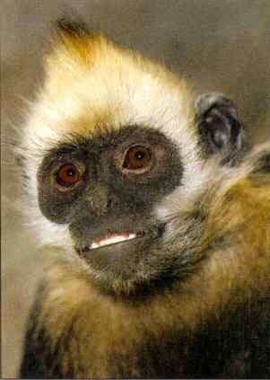 白头叶猴的复兴之路