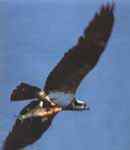 隼形目猛禽的分类