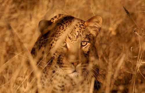 2009《国家地理》摄影大赛揭晓：加拿大萤火虫派对