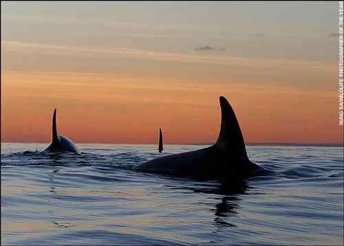 2008年度野外生态摄影大赛获奖作品