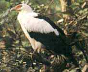 隼形目猛禽的分类