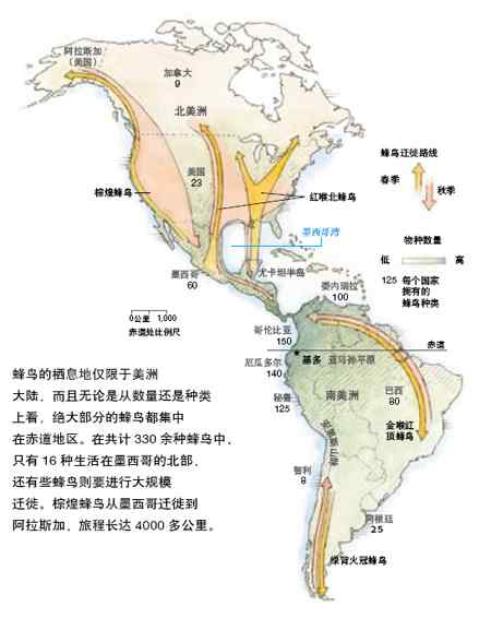 世界上最小的鸟类——蜂鸟 世界上最小的鸟类——蜂鸟