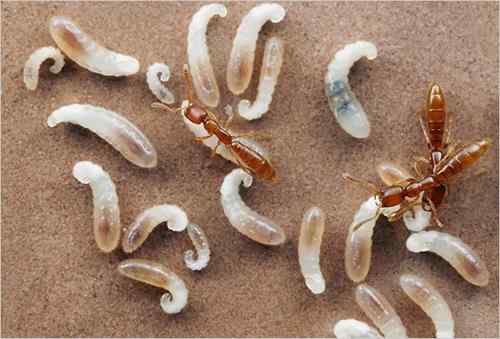 美刊精彩图片揭秘奇妙蚂蚁王国