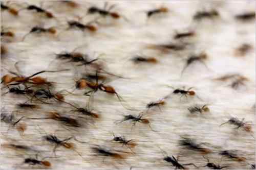 美刊精彩图片揭秘奇妙蚂蚁王国