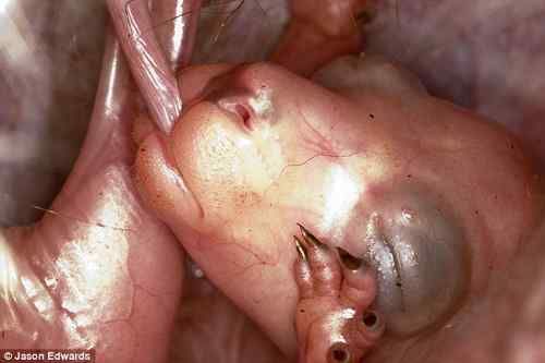 科学家拍摄小袋鼠育儿袋内吃奶照片 科学家拍摄小袋鼠育儿袋内吃奶照片