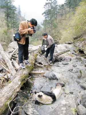 因环境严重破坏 秦岭“国宝”熊猫陆续死亡
