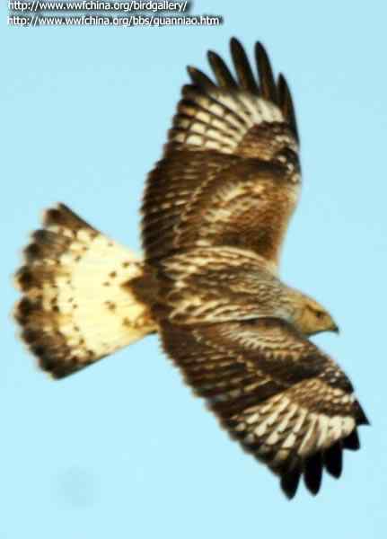云南猛禽的识别——鵟，鵟鹰，鸢和鹗（二）