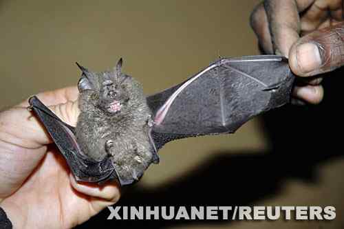 科学家在刚果民主共和国发现一种新蝙蝠