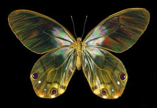 美刊评出八大最美蝴蝶枯叶蝶化身落叶 美刊评出八大最美蝴蝶枯叶蝶化身落叶