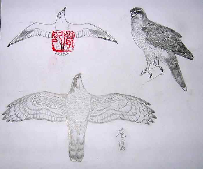 云南猛禽识别——鹰，鹞，黑翅鸢（一）