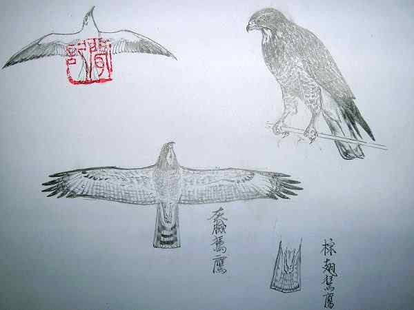 云南猛禽的识别——鵟，鵟鹰，鸢和鹗（三）