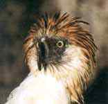 隼形目猛禽的分类