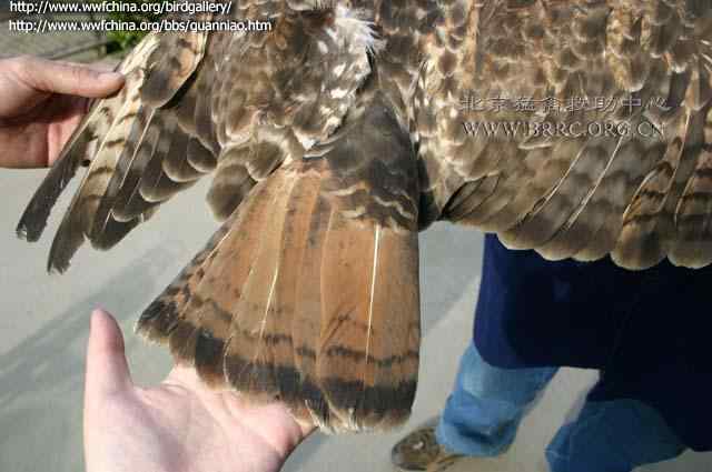 云南猛禽的识别——鵟，鵟鹰，鸢和鹗（一）