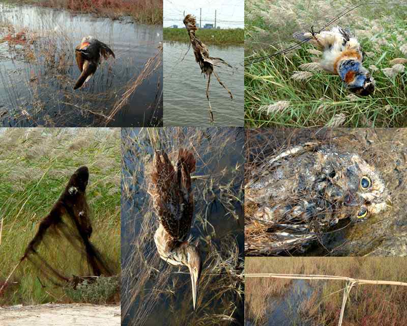 天津北大港水库湿地 候鸟家园成坟墓（爱鸟人士的战斗日记）