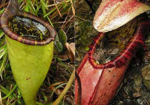 捕鼠器：可以吞掉一只老鼠的猪笼草