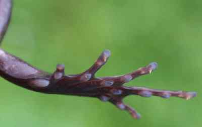美生物学家发现怪青蛙身上长毛有利爪 美生物学家发现怪青蛙身上长毛有利爪