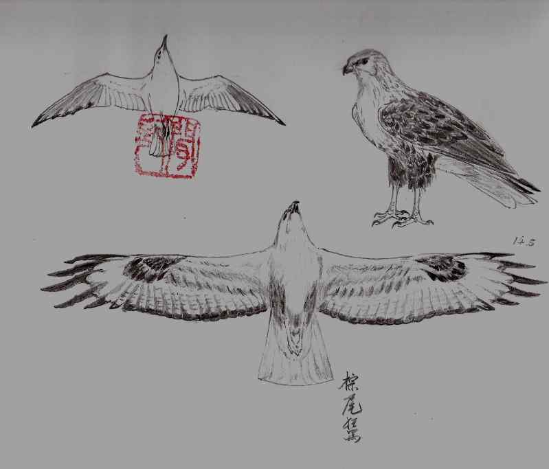 云南猛禽的识别——鵟，鵟鹰，鸢和鹗（一）