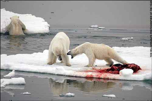 2008年度野外生态摄影大赛获奖作品