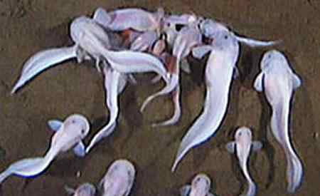 科学家首次拍到水下8公里最深海洋鱼类