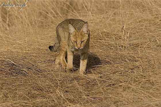狸猫换太子中的狸猫 狸猫换太子中的狸猫