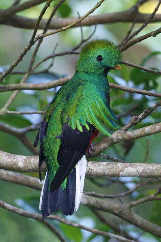 南美洲最美丽的鸟  凤尾绿咬鹃