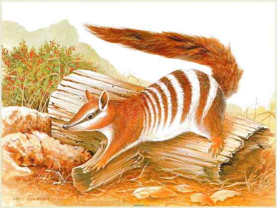 袋食蚁兽 Myrmecobius fasciatus 袋食蚁兽 Myrmecobius fasciatus