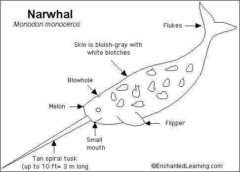 北冰洋中的独角兽 长“牙齿”的角鲸