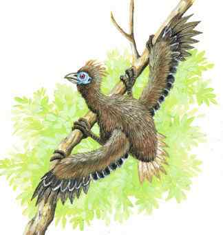 最原始的鸟类之一 圭亚那国鸟 麝雉 