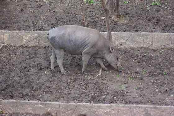 印度尼西亚的四牙猪  鹿豚