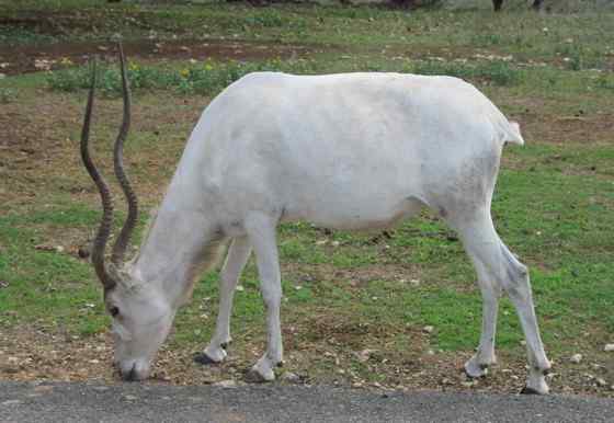旋角羚 Addax nasomaculatus 旋角羚 Addax nasomaculatus