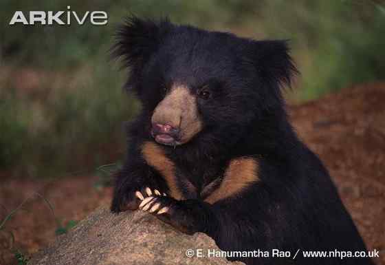 吃蚂蚁的熊  懒熊