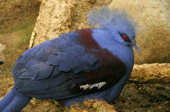 鸽子中的女王  凤冠鸠