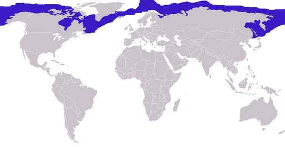 髯海豹 须海豹 Erignathus barbatus 髯海豹 须海豹 Erignathus barbatus