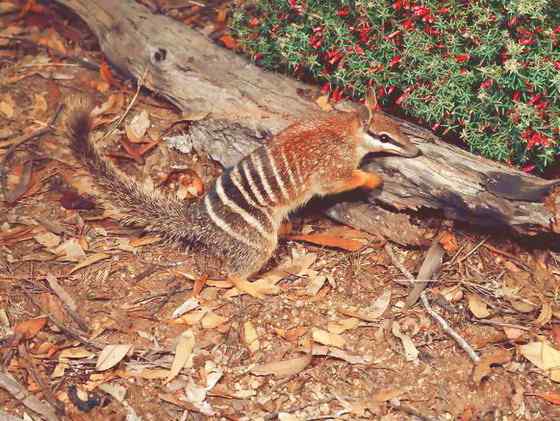 袋食蚁兽 Myrmecobius fasciatus 袋食蚁兽 Myrmecobius fasciatus