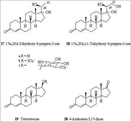 麝猫  恶臭的气味胜过臭鼬