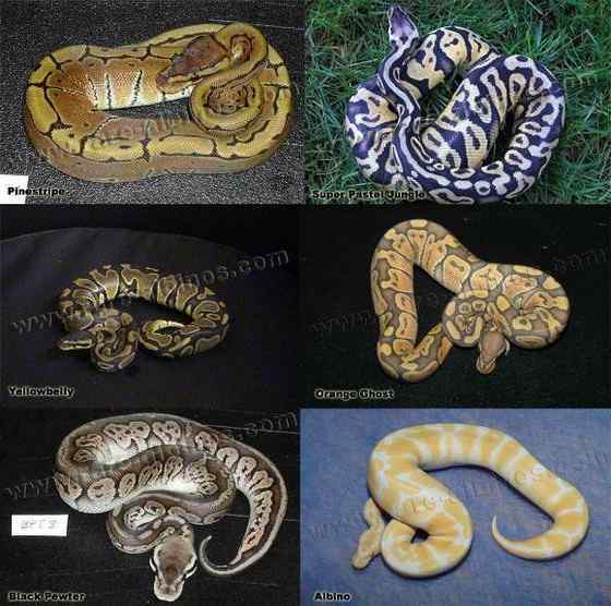 球蟒 受惊时会卷成球状的蟒蛇