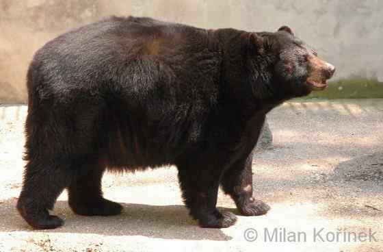 美洲数量最多、分布最为广泛的熊类  美洲黑熊