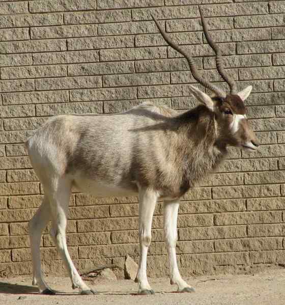 旋角羚 Addax nasomaculatus 旋角羚 Addax nasomaculatus