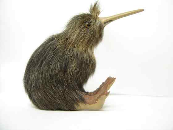 几维鸟 鹬鸵 KIWI 几维鸟 鹬鸵 KIWI