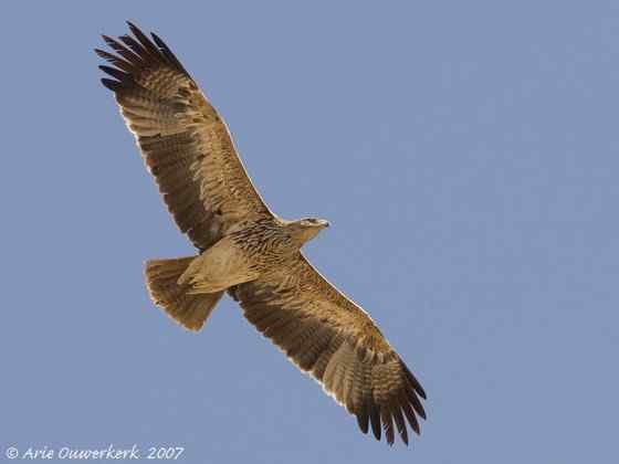 帝王鹰、御雕 白肩雕 帝王鹰、御雕 白肩雕