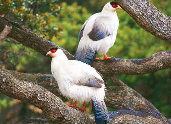中国特有的鸟类——白马鸡、雪雉、藏马鸡