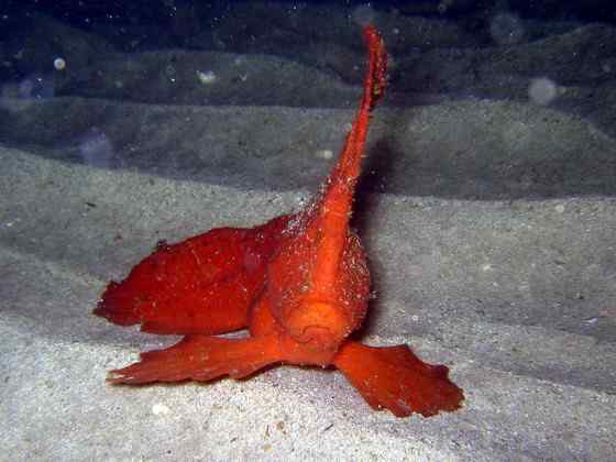 漂亮的罕见的“印第安鱼”  丑鲉