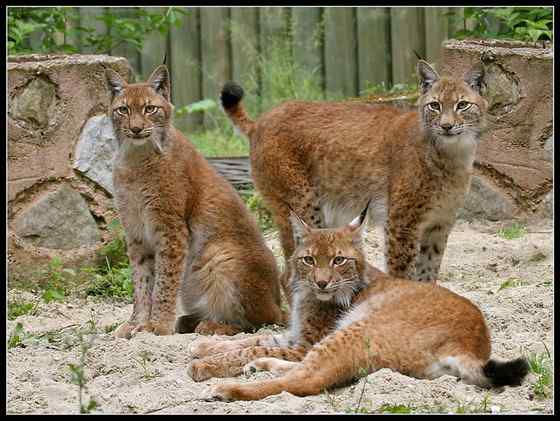 猫科动物  猞猁、羊猞猁、马猞猁