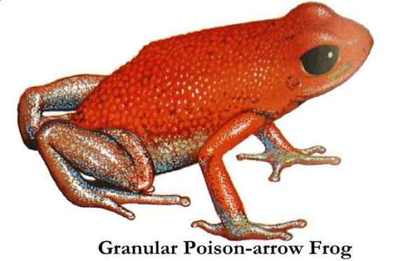 鲜红色的青蛙——疣丛蛙 疣背箭毒蛙(Granular poison arrow frog) 鲜红色的青蛙——疣丛蛙 疣背箭毒蛙(Granular poison arrow frog)