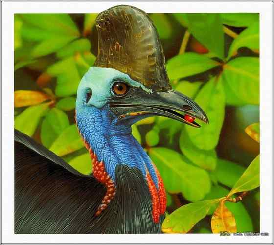 大型走禽——食火鸡(鹤鸵) 大型走禽——食火鸡(鹤鸵)