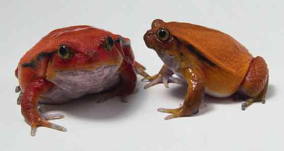 猩红的“西红柿”  马达加斯加 番茄蛙