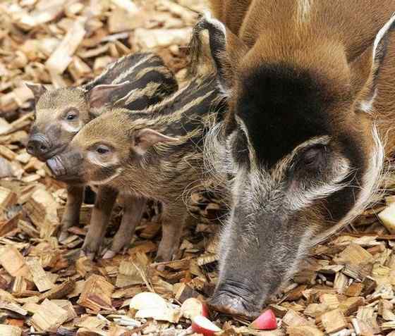 最美的猪  红河猪